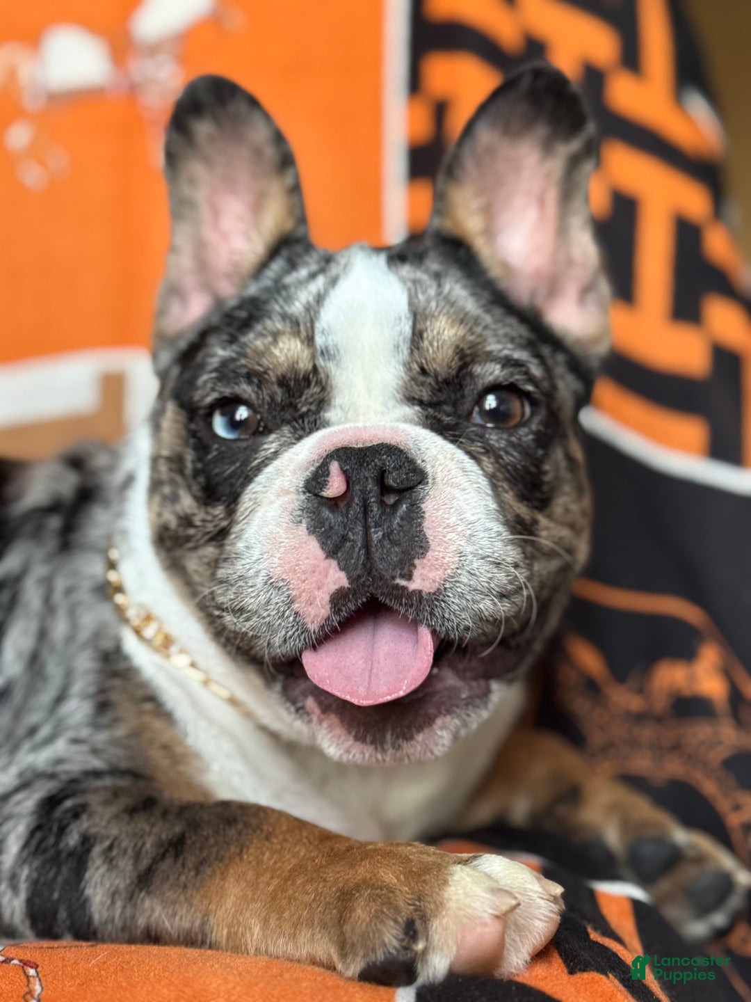 French Bulldog dogs for sale: Marcus - Ad 4