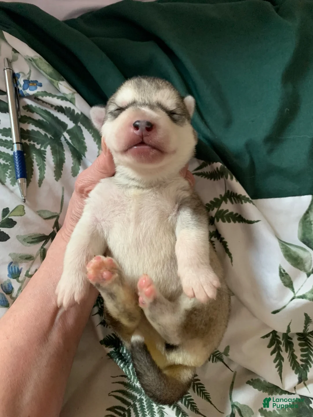 Alaskan Malamute dogs for sale: Elvis - Ad 16