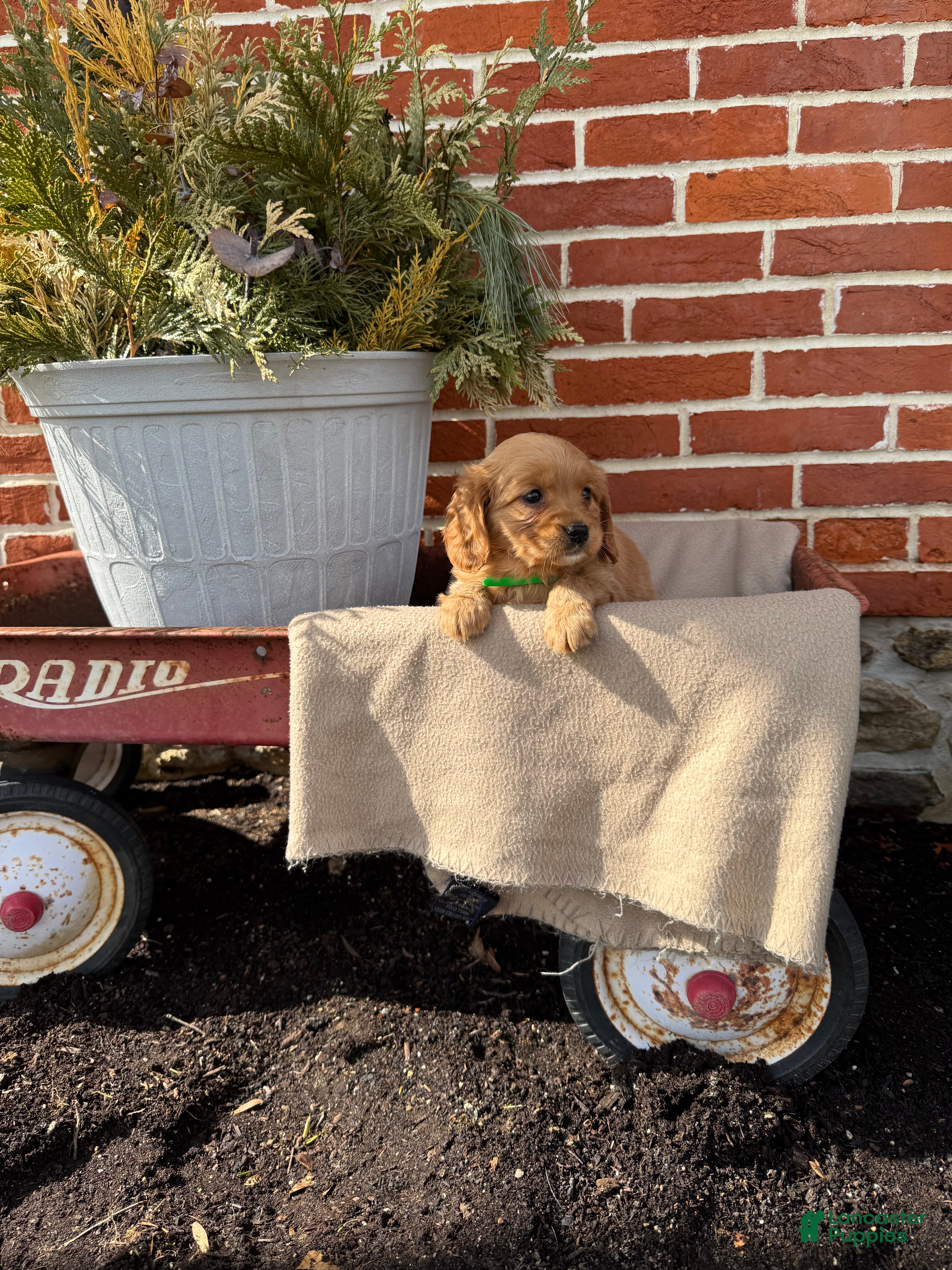Miniature Golden Retriever dogs Miniature Golden Retriever Puppy 7 - Ad 2