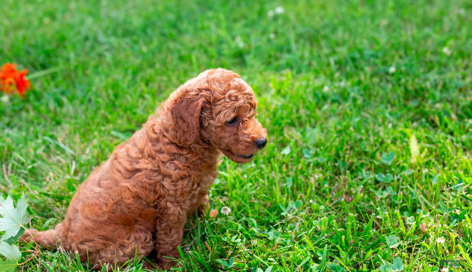 Toy Poodle dogs Pecan - Ad 1