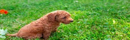 Toy Poodle dogs for sale: Pecan - Ad 1