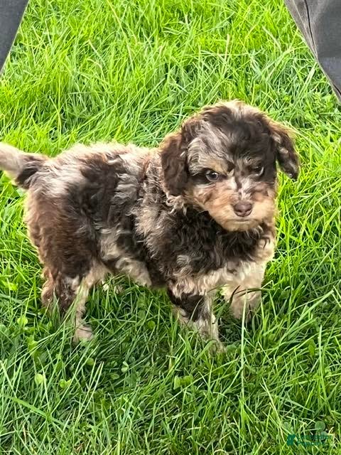 Mini Aussiedoodle dogs Toffee Miniature Aussiedoodle  - Ad 2