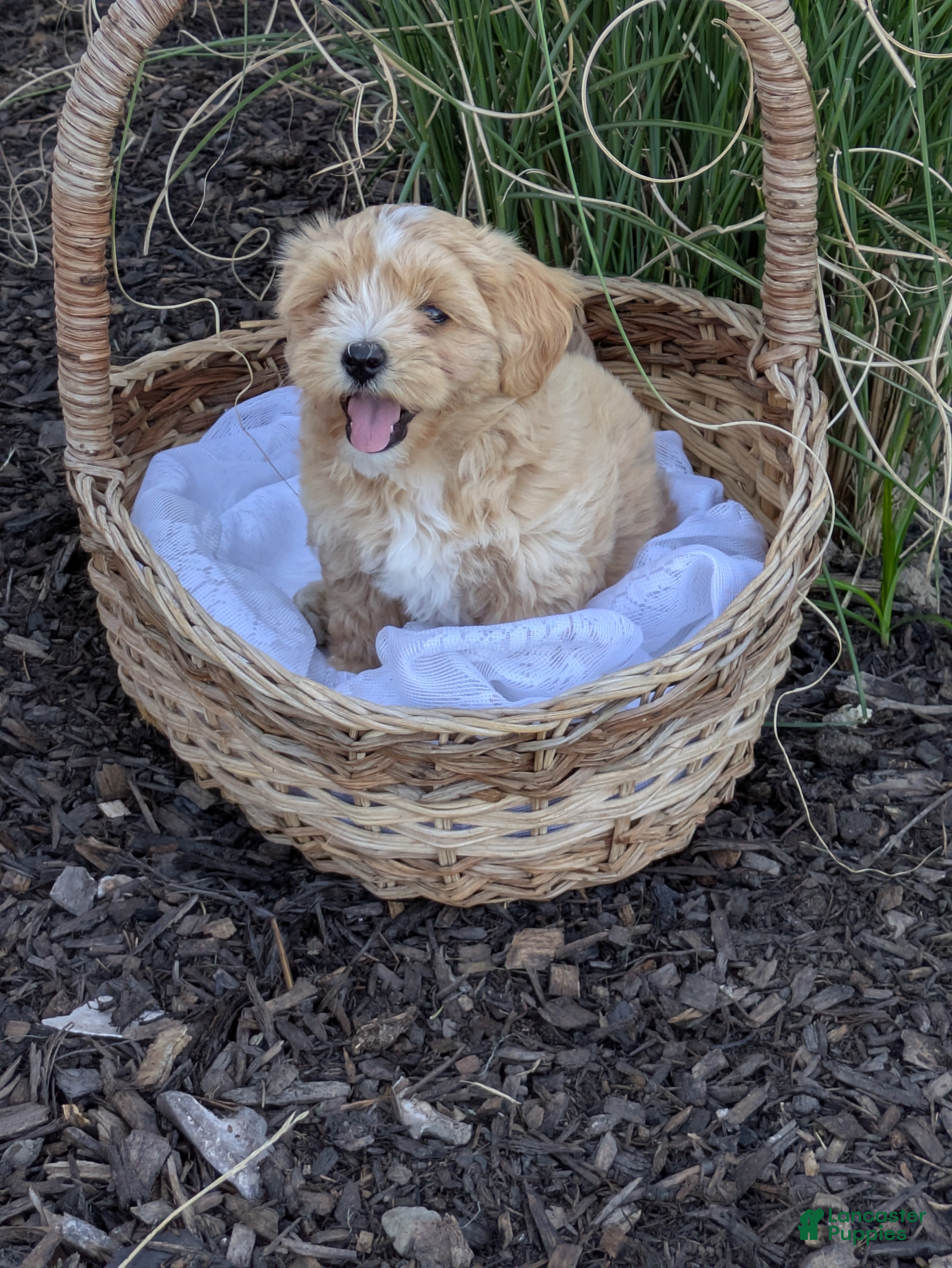 Mixed Breed dogs Sandy - Ad 2