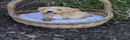 Mixed Breed dogs for sale: Sandy - Ad 2