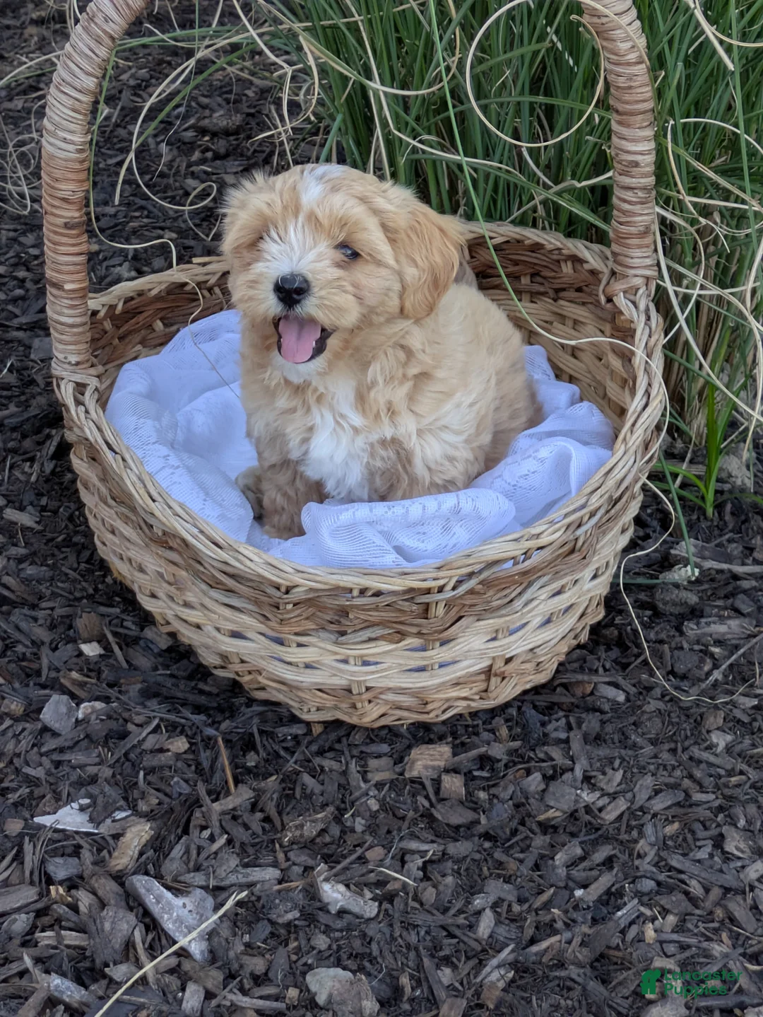 Mixed Breed dogs for sale: Sandy - Ad 2
