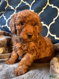 Mixed Breed dogs Hugo- AKC Genetically Tested Parents - Ad 7