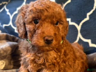 Mixed Breed dogs Hugo- AKC Genetically Tested Parents - Ad 7