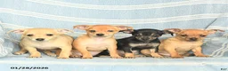 Mixed Breed dogs for sale: Peanut  - Ad 3