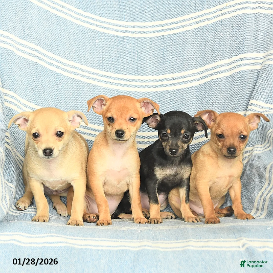 Mixed Breed dogs for sale: Peanut  - Ad 3