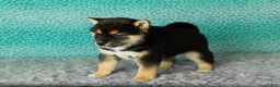 Shiba Inu dogs for sale: Alex - Ad 3