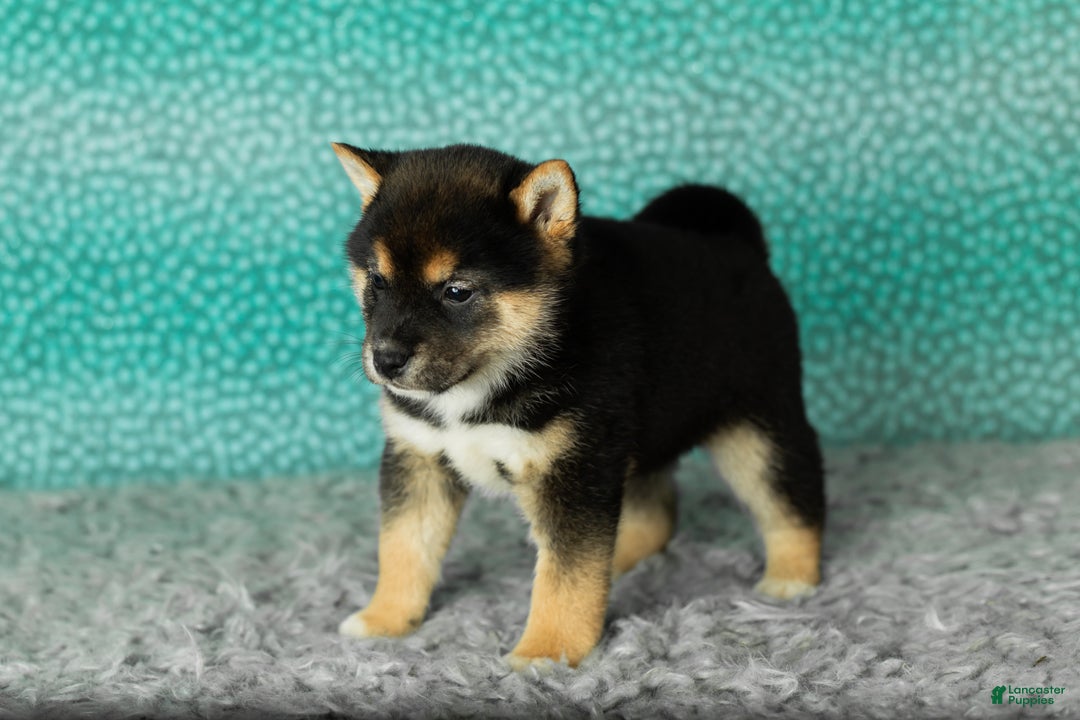 Shiba Inu dogs for sale: Alex - Ad 3