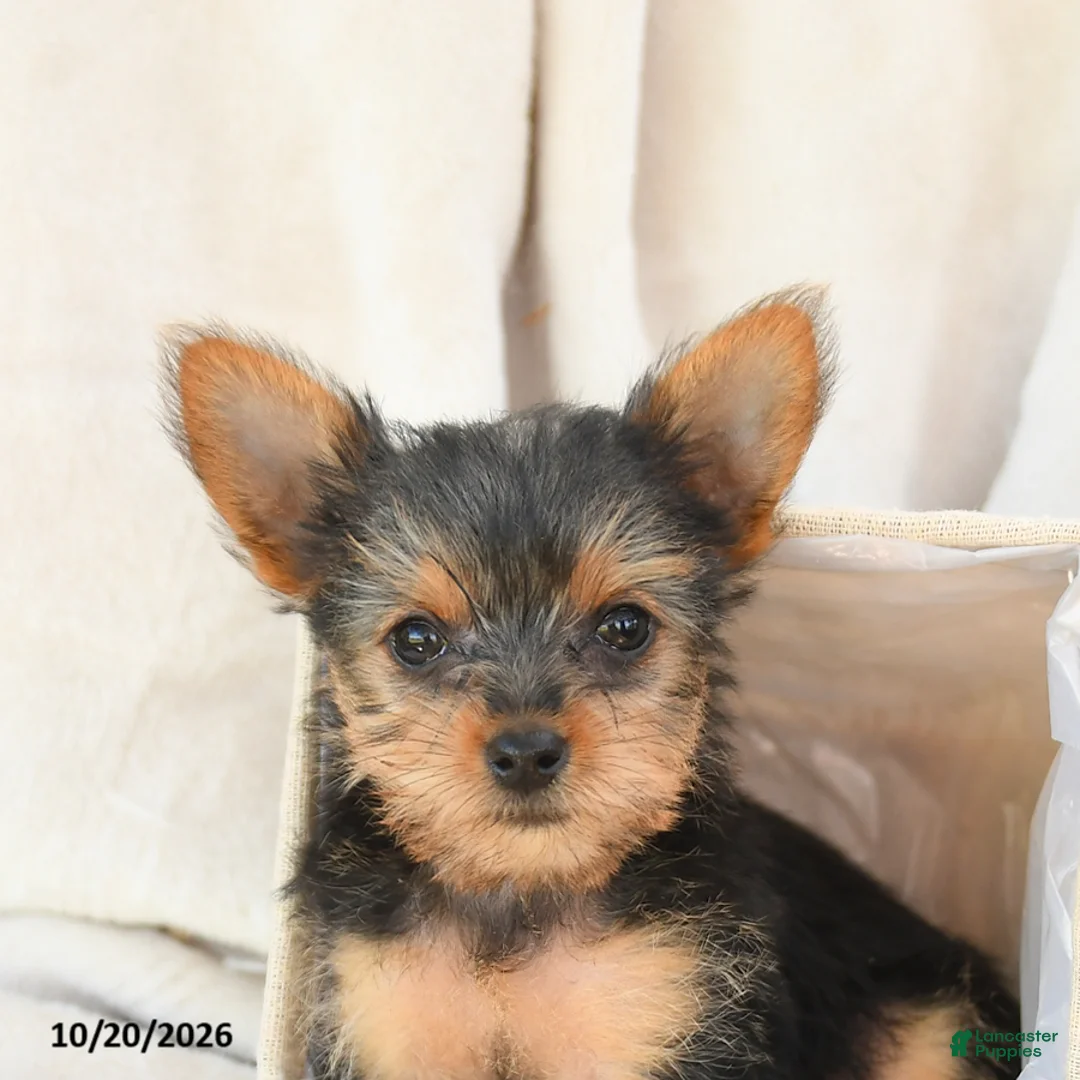Yorkshire Terrier dogs for sale: Bella   - Ad 5