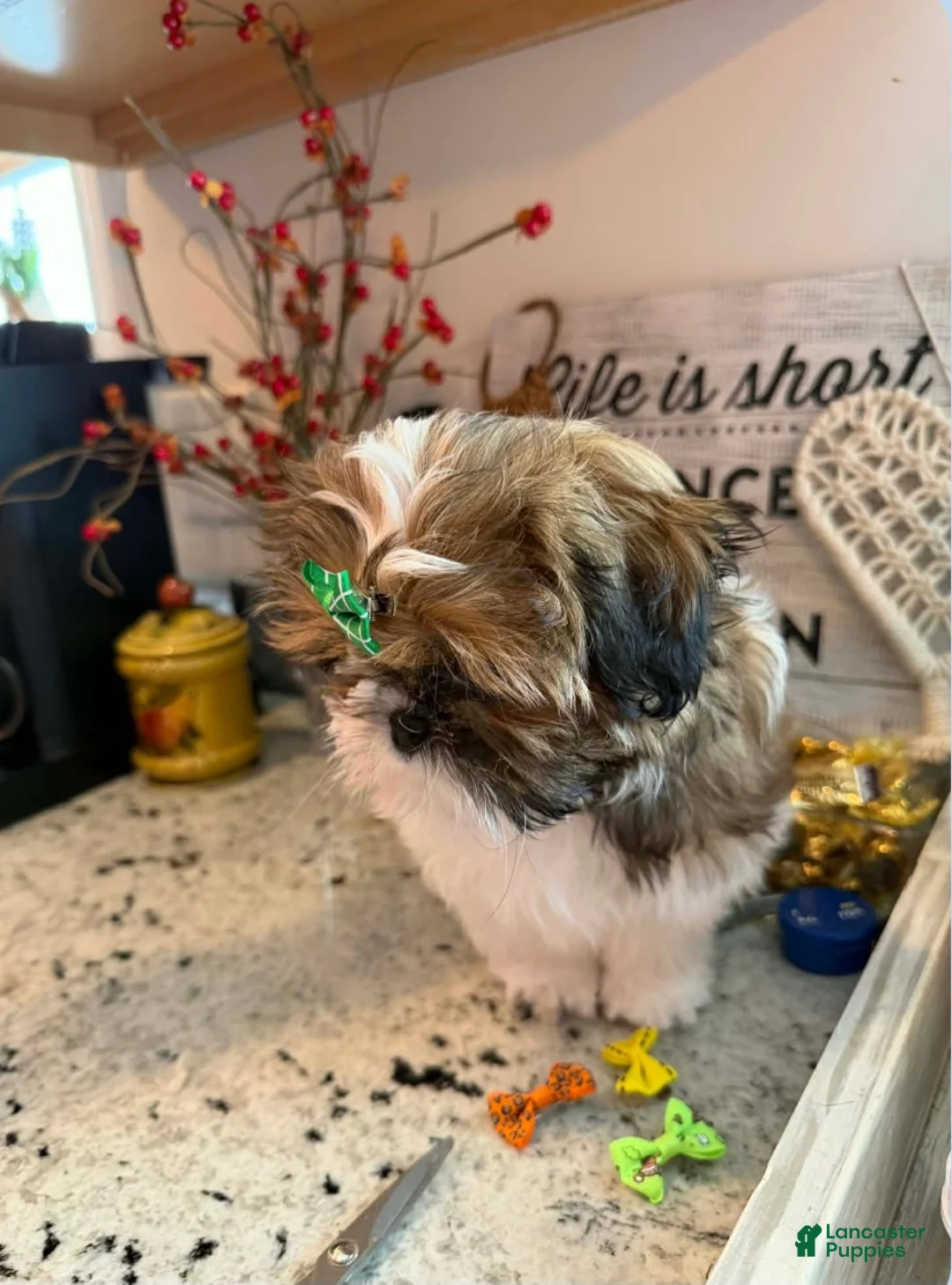 Shih Tzu dogs for sale: Dallas - Ad 42