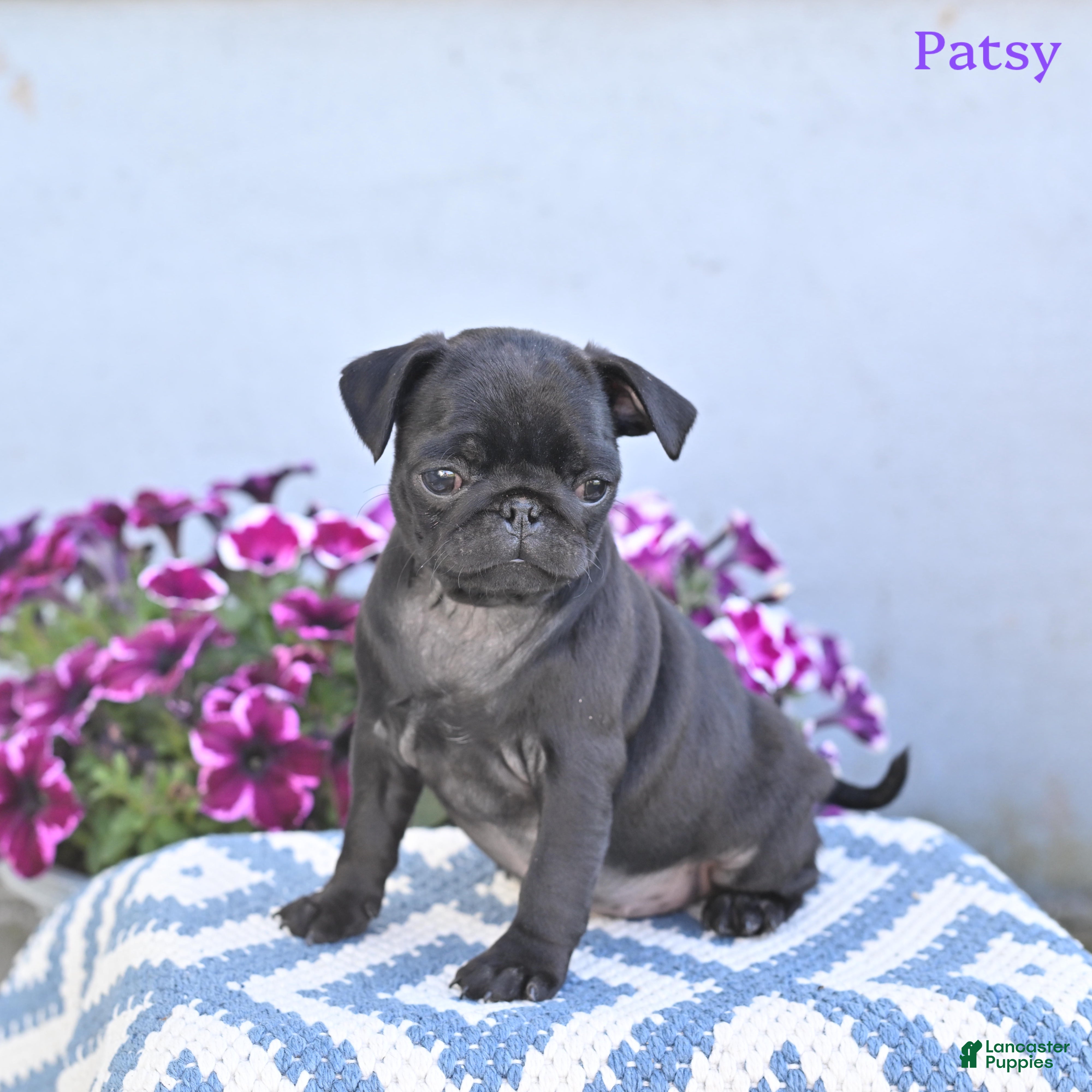 Pug dogs Patsy - Ad 1