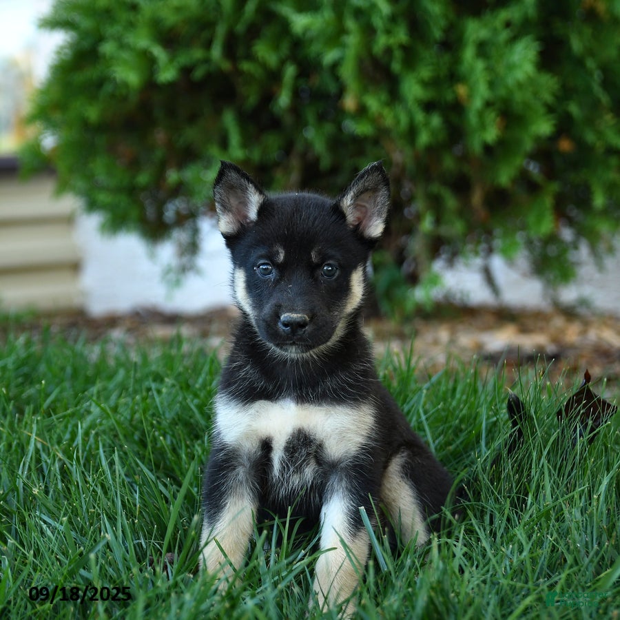 Gerberian Shepsky Puppies for sale | Lancaster Puppies