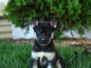 Gerberian Shepsky dogs - Ad 10