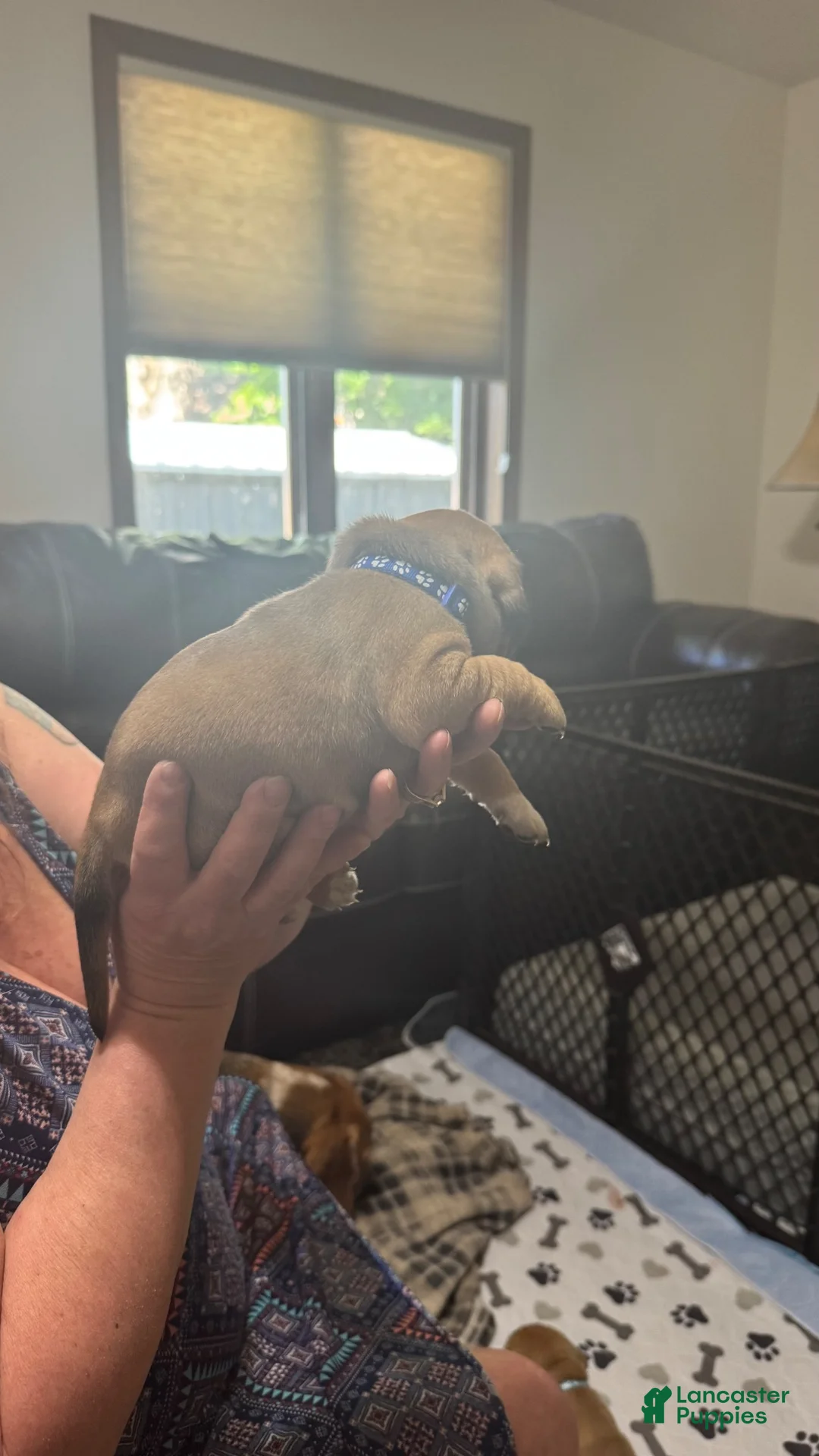 Puggle dogs for sale: Dark blue collar  - Ad 2