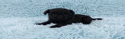 Toy Poodle dogs for sale: Digby - Ad 5