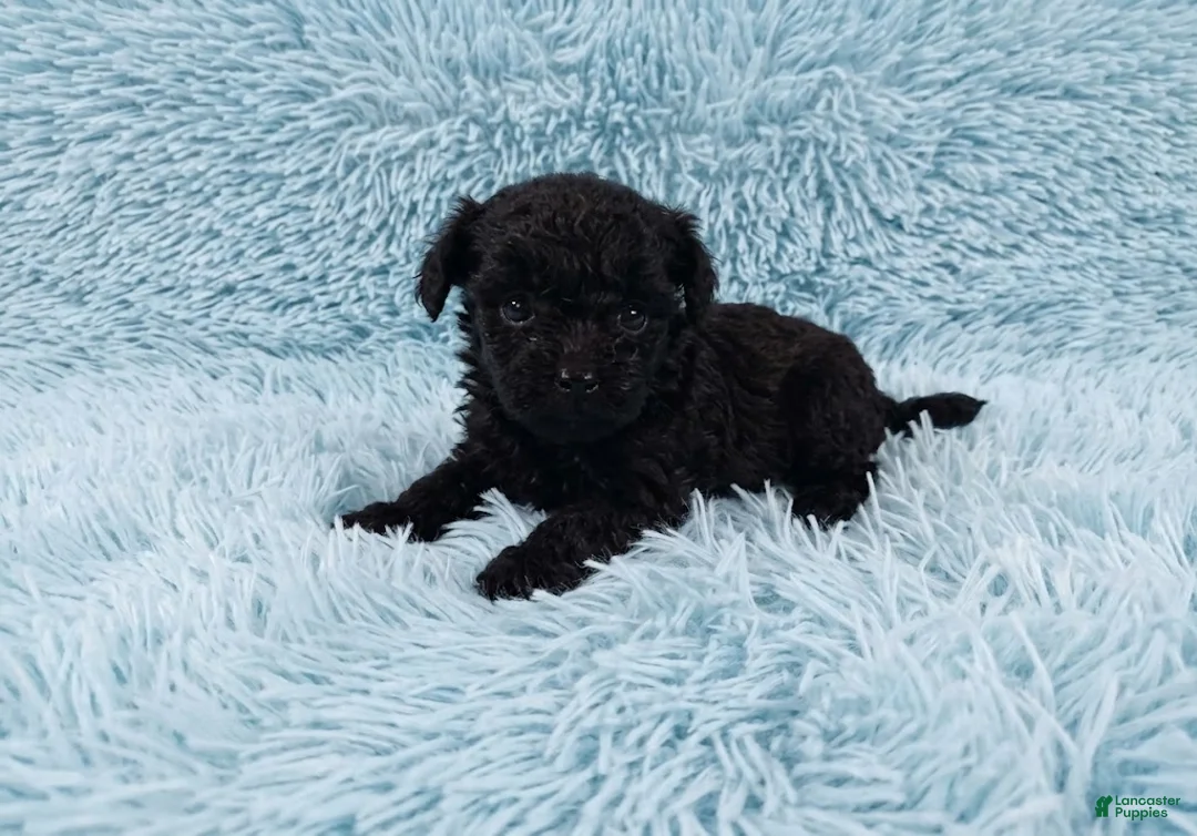 Toy Poodle dogs for sale: Digby - Ad 5