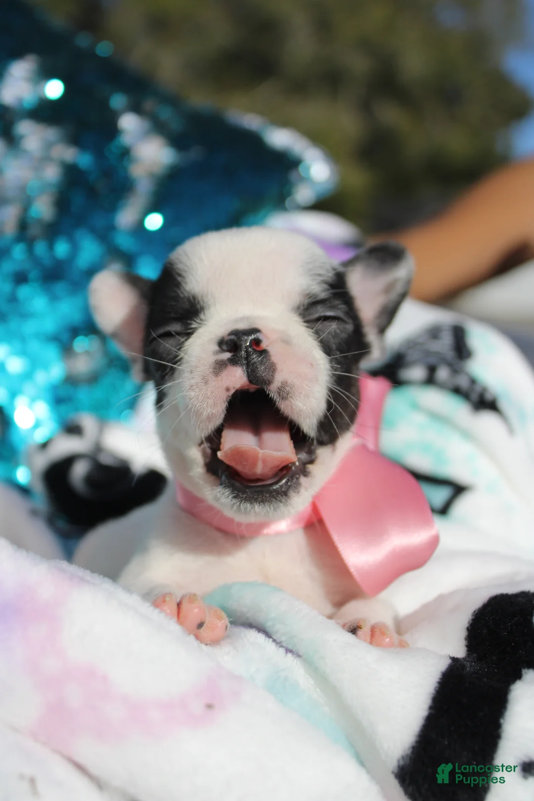 French Bulldog dogs for sale: Miley - Ad 2
