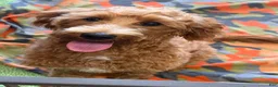 Labradoodle dogs for sale: Mini Labradoodle Tanzy - Ad 1