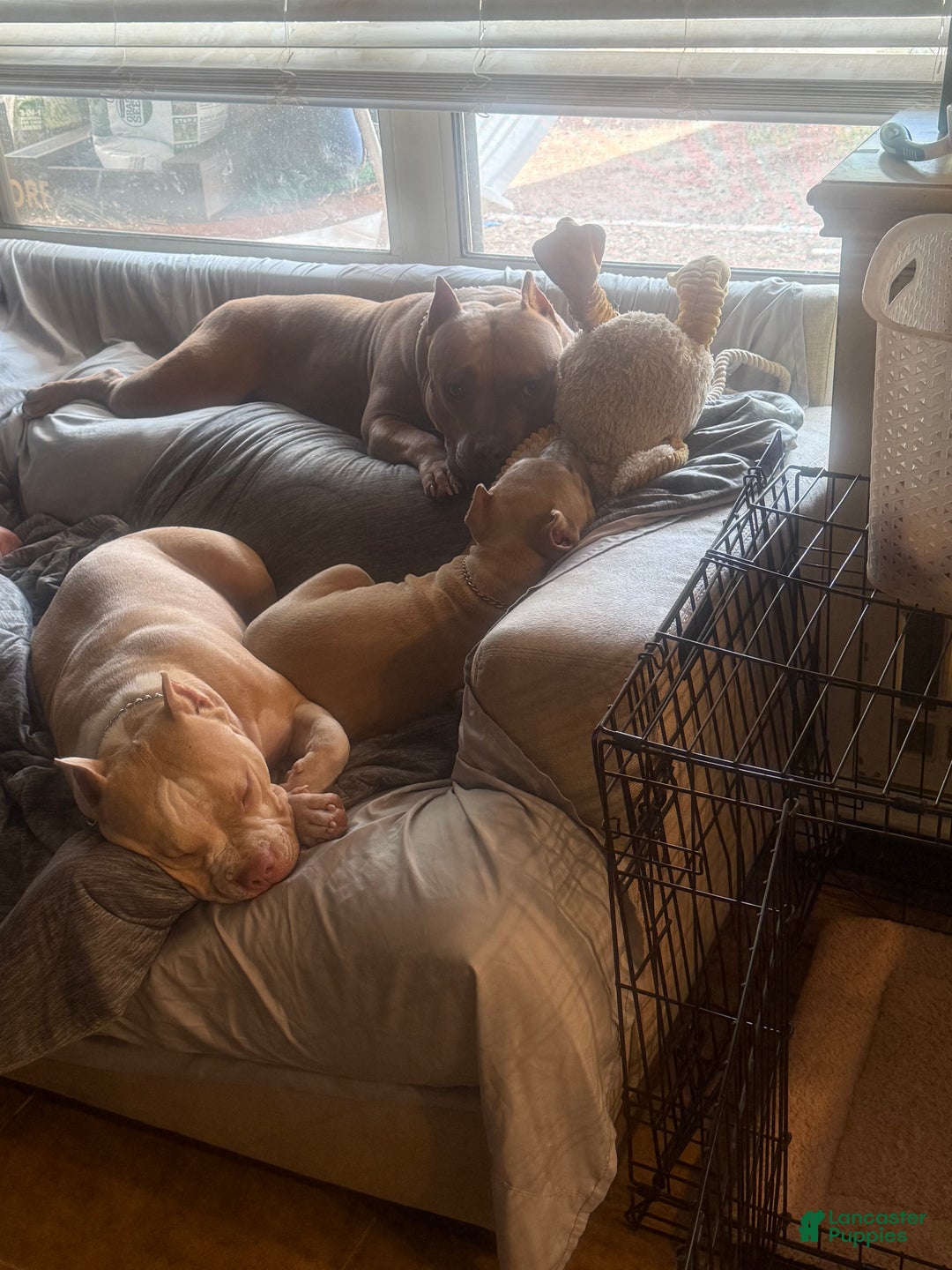 American Bully dogs for sale: American Bully Puppy 2 - Ad 20