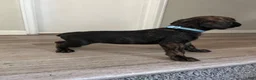 Cane Corso dogs for sale: Cane Corso 11 - Ad 3