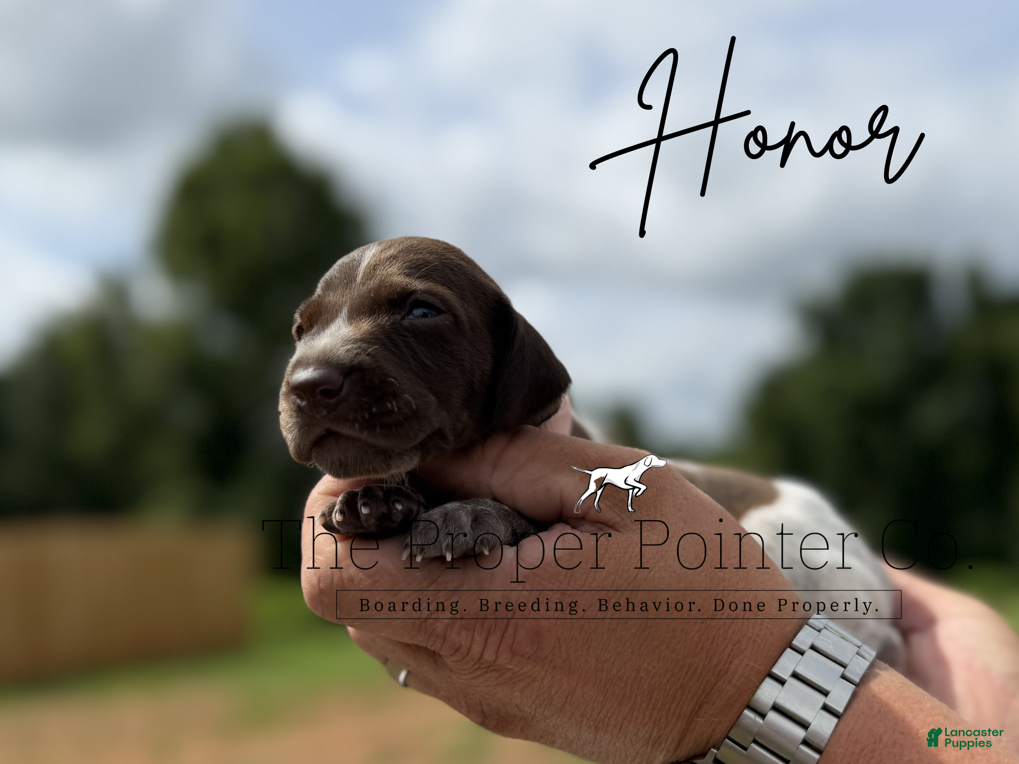 German Shorthaired Pointer dogs Honor  - Ad 1