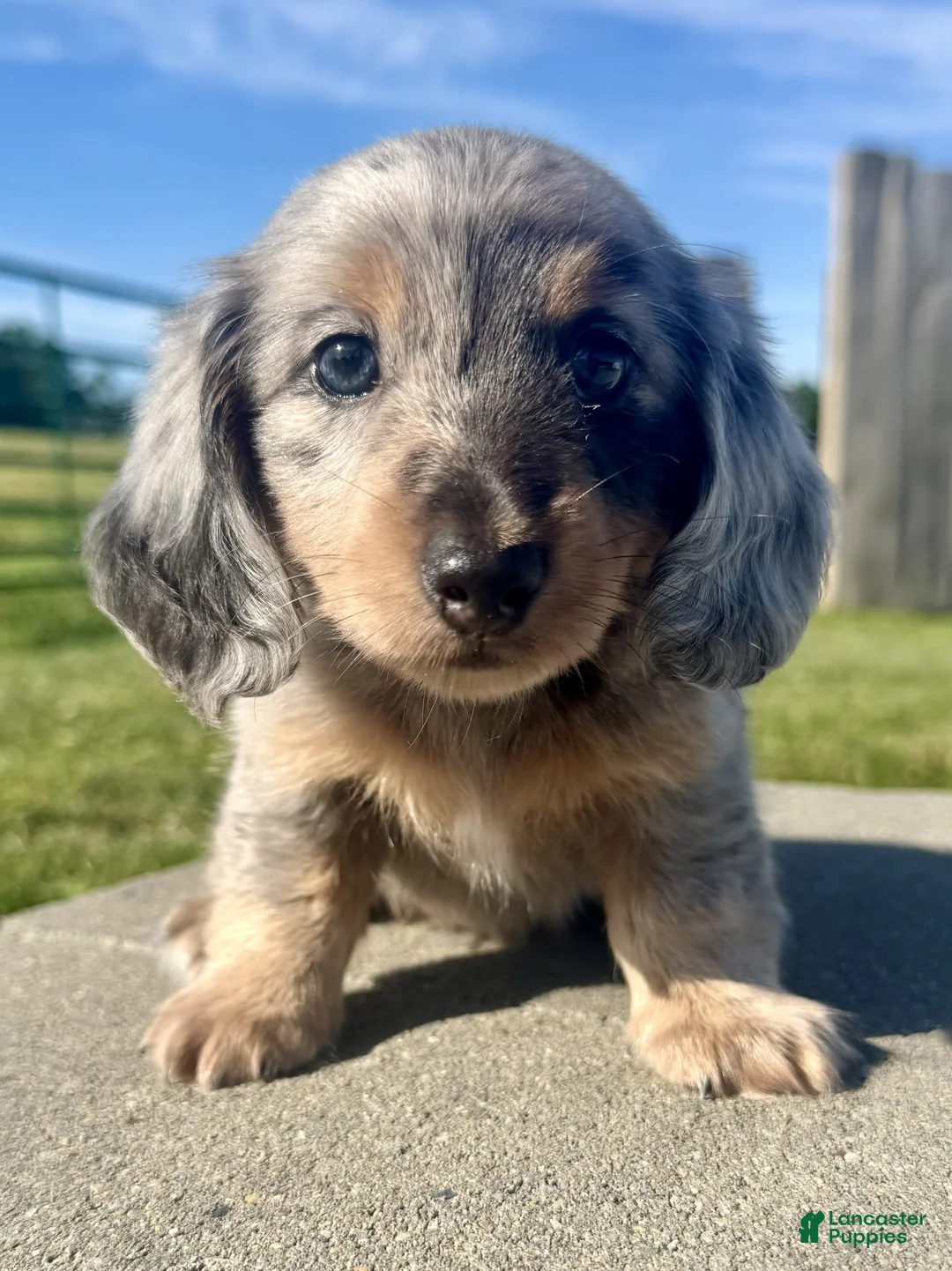 Miniature Dachshund dogs for sale: Zeek - Ad 2
