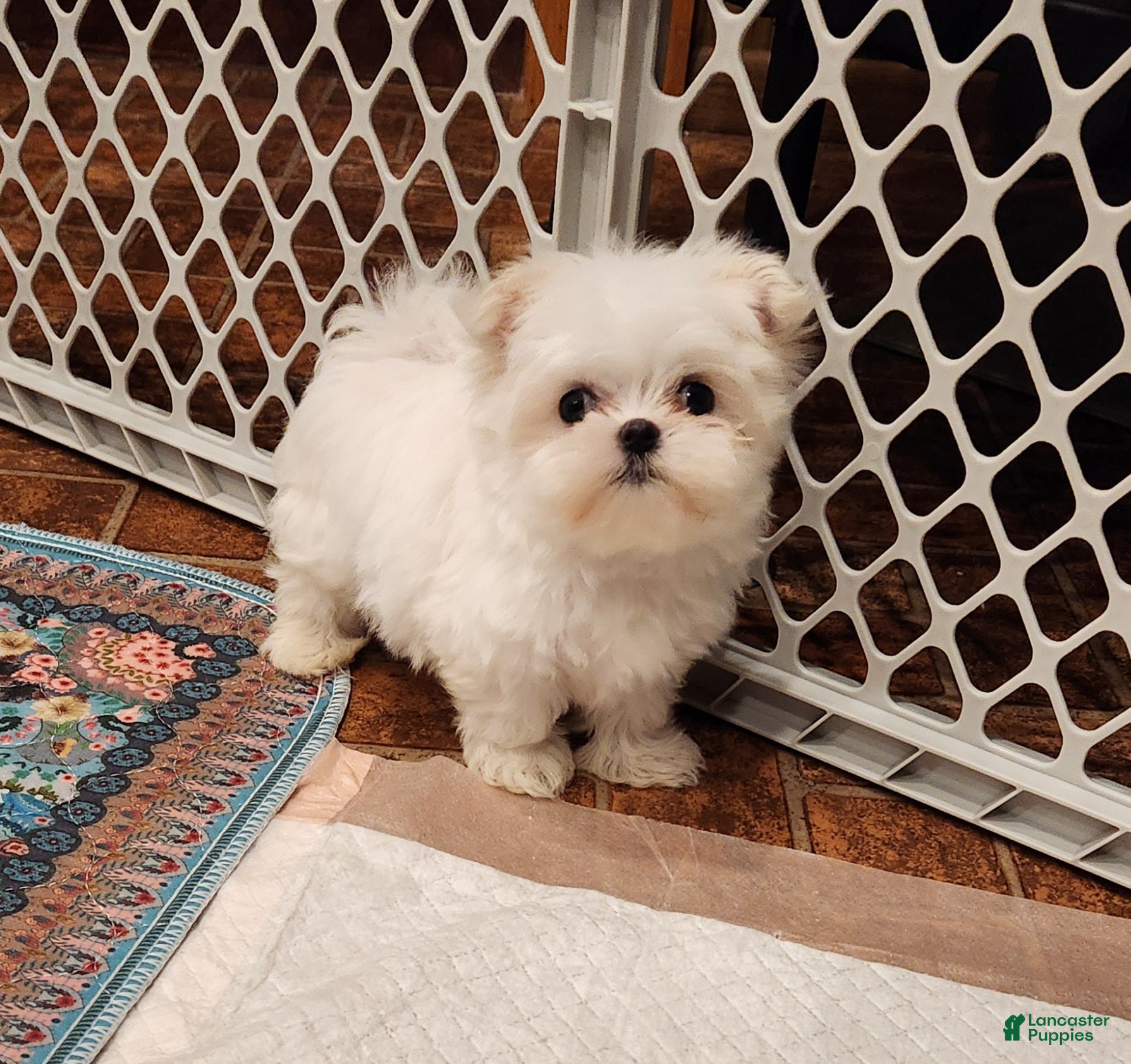 Maltese dogs Marshmellow - Ad 1