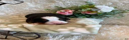 Bernese Mountain Dog dogs for sale: Garrett - Ad 4
