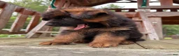 German Shepherd dogs for sale: Zeus - Ad 8
