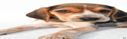 Beagle dogs for sale: Allen - Ad 8