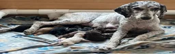 Standard Poodle dogs for sale: Standard Poodle 2 Apricot - Ad 10