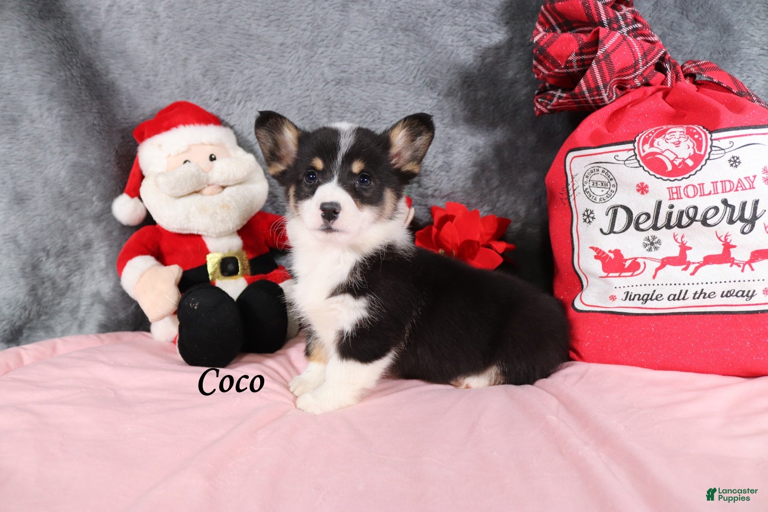 Welsh Corgi Pembroke dogs Coco - Ad 10