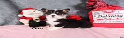 Welsh Corgi Pembroke dogs for sale: Coco - Ad 1