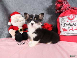 Welsh Corgi Pembroke dogs Coco - Ad 14