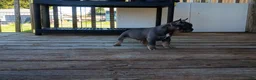 French Bulldog dogs for sale: French Bulldog 1 - Ad 4
