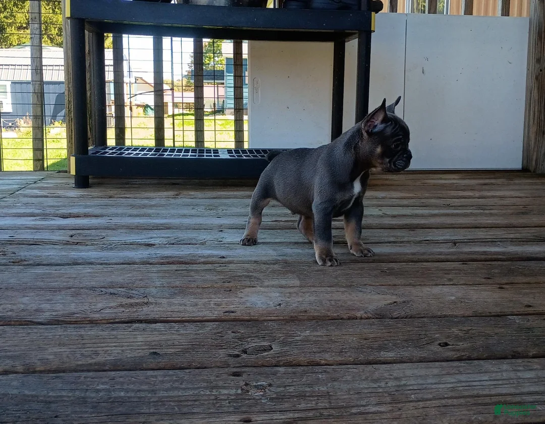 French Bulldog dogs for sale: French Bulldog 1 - Ad 4