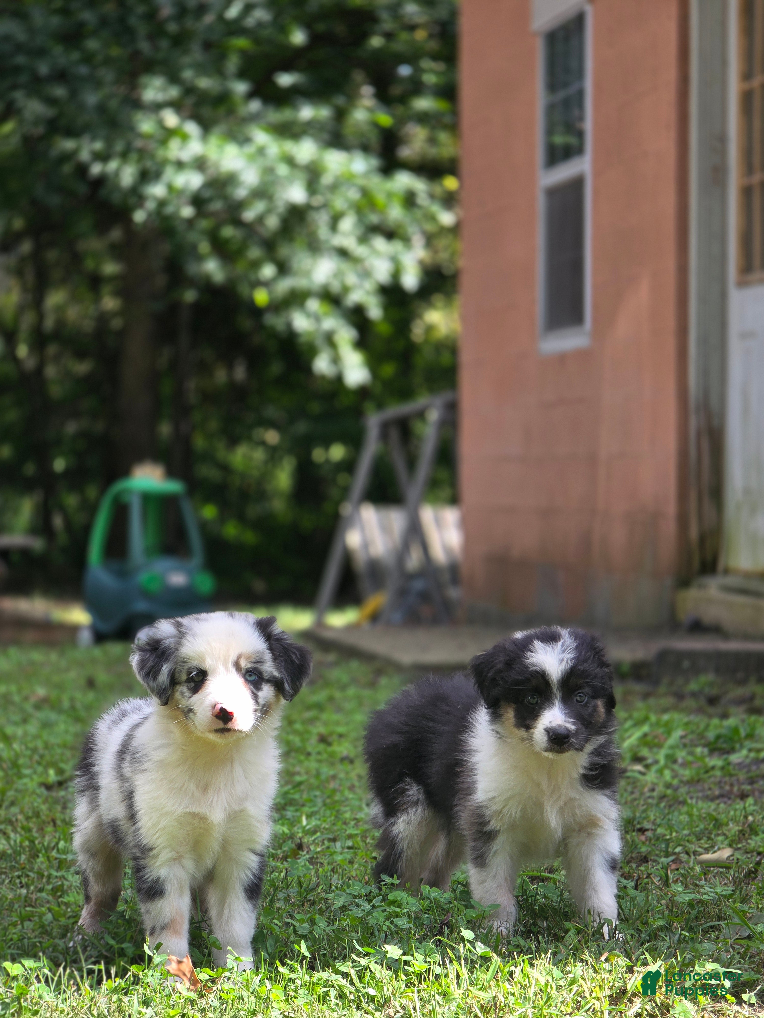 Australian Shepherd dogs Australian Shepherd 3 - Ad 1