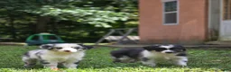 Australian Shepherd dogs for sale: Australian Shepherd 3 - Ad 1