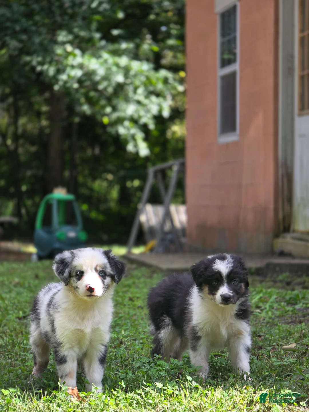 Australian Shepherd dogs for sale: Australian Shepherd 3 - Ad 1
