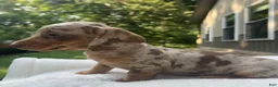 Miniature Dachshund dogs for sale: Moey - Ad 2