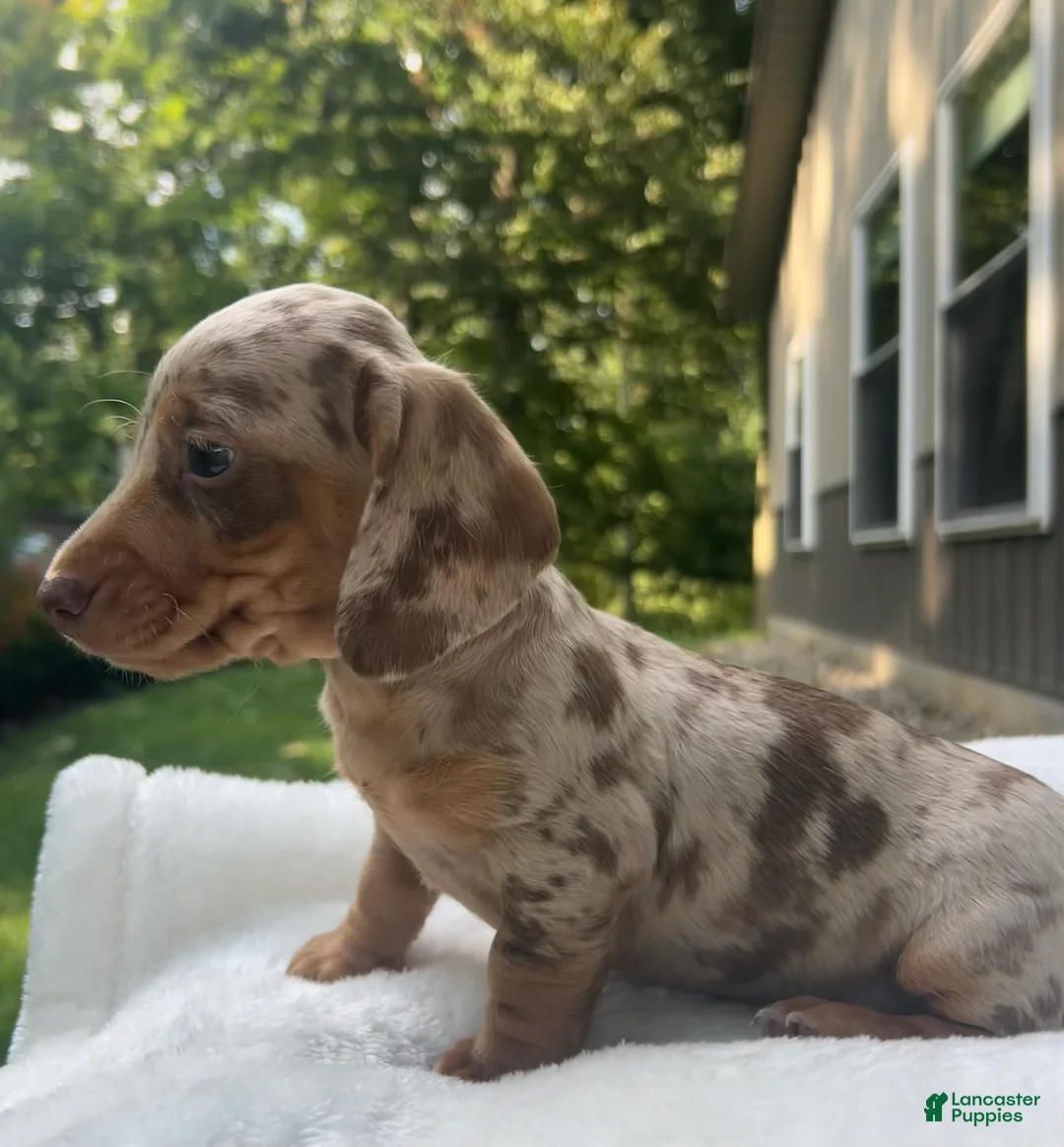 Miniature Dachshund dogs for sale: Moey - Ad 2