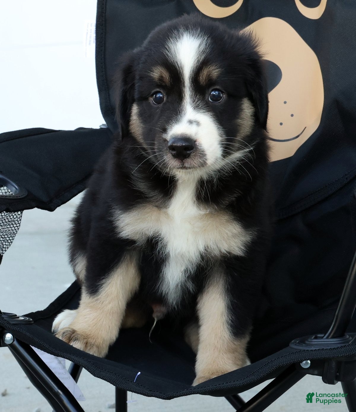 Miniature Australian Shepherd dogs for sale: Toby - Ad 7