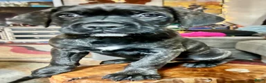 Cane Corso 3