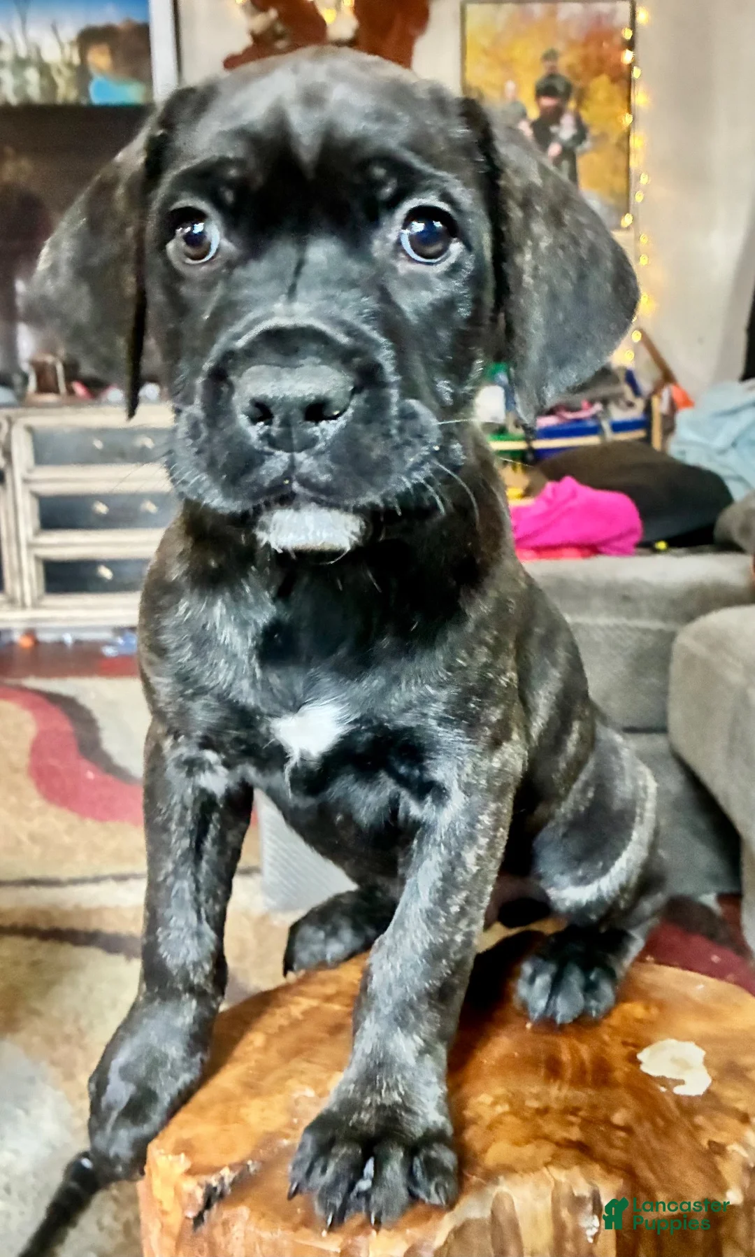 Cane Corso dogs for sale: Cane Corso 3 - Ad 1