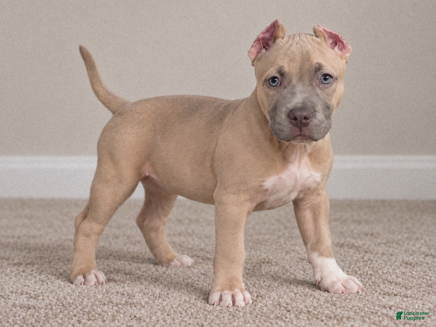 American Bully dogs Katara  - Ad 1