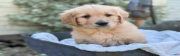 Golden Retriever dogs for sale: Molly - Ad 6