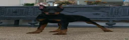 Doberman Pinscher dogs for sale: Natasha AKC European Doberman HUGE! - Ad 4